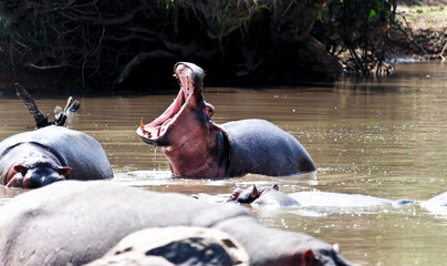 Hippopotamus in the African forest. Wildlife, wild animals, national park 