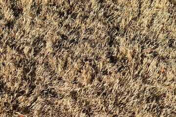 Brown Grass
