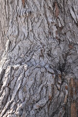 Texture of Tree Bark