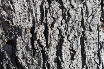 Bark of Tree