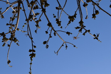 Branches Against Blue Sky