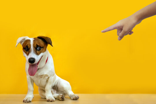 Human hand pointing at Jack Russell dog to scold on yellow background.