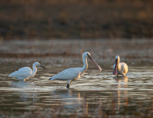 Spoonbills in Wetland in morning
