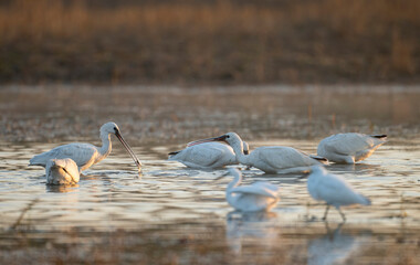 Flock of Birds fishing in pond in morning