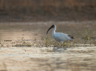 Black headed Ibis 