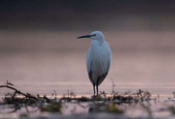 Little Egret in morning 