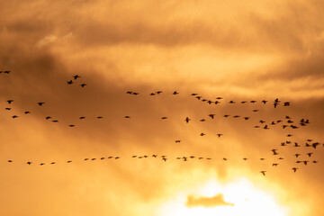 Flock of great Cormorants Flying in Sunrise 