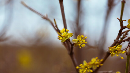 Close-up of yellow flowers and buds on a fruit or ornamental shrub.