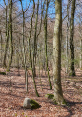 Landscape view of dry beech trees growing in remote countryside forest or woods in autumn. Environmental nature conservation in Germany. Seasonal fall foliage colours in serene, quiet, secluded area