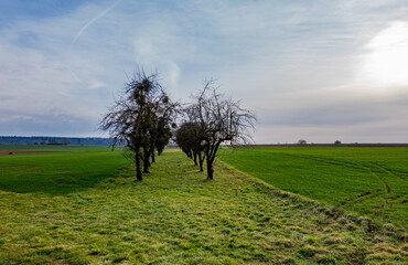Baumgrundst&uuml;ck im Feld