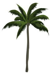 Palm icon. Exotic tropical tree. Beach symbol