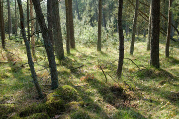 Fototapeta na wymiar Slim trunks of planted pine trees in a deserted forest in nature. Peaceful secluded and empty woodland looking magical and mysterious during the day. Fresh woods with cultivated vegetation in summer
