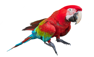 Scarlet macaws (Ara macao). Isolated on transparent Background