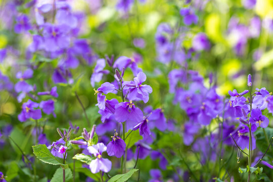 The park is heavily planted with Orychophragmus violaceus