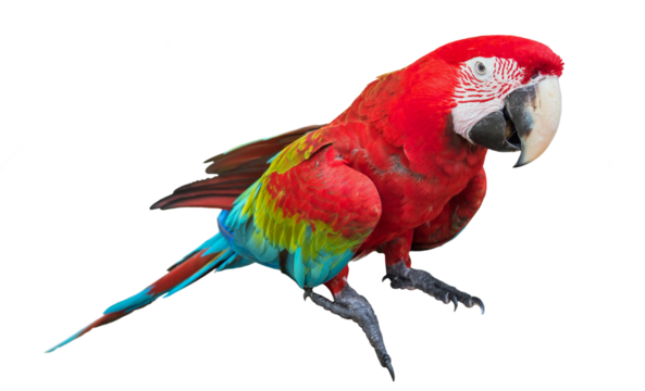 Scarlet macaws (Ara macao). Isolated on transparent Background