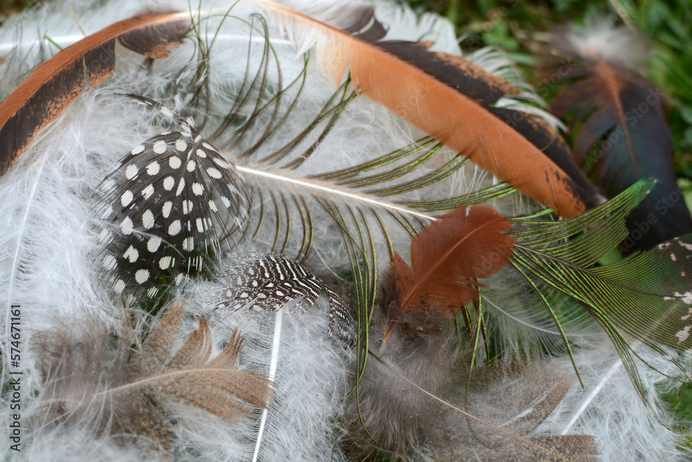 Wall mural Various bird feathers. Feather background