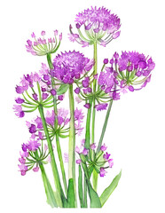 Garlic or wild onion flowers over white background. Generative AI illustration in watercolor style