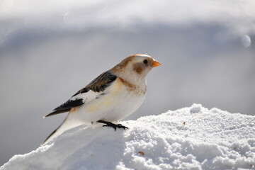 A snow sparrow in winter, Sainte-Apolline, Québec, Canada