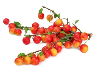 Plums isolated on white background