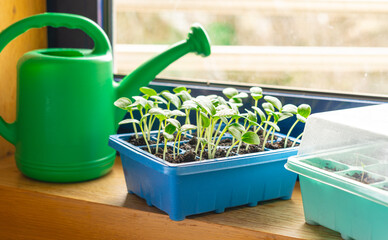 cucumber sprouts in a container and green watering can on the windowsill. Seedling, greenhouse, farm. Growing vegetables. Agriculture concept.