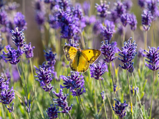 Clouded Yellow Butterfly on Lavender