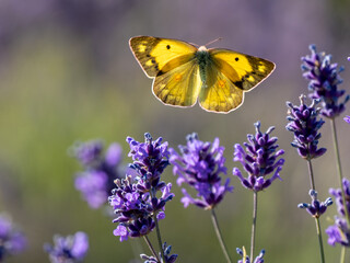 Clouded Yellow Butterfly on Lavender