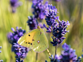 Clouded Yellow Butterfly on Lavender