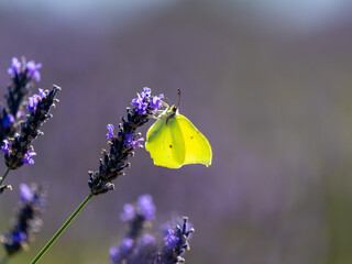 Brimstone Butterfly Resting on Lavender
