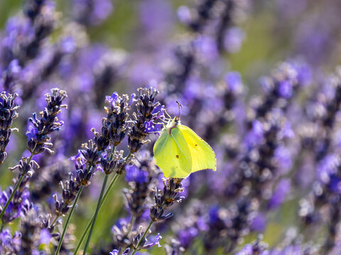 Brimstone Butterfly Resting on Lavender