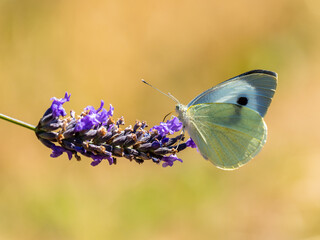 Large White Butterfly on Lavender