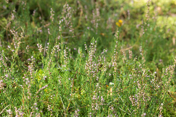 Wild blooming heather bush with purple flowers in the green forest. Calluna vulgaris, heath, ling or simply heather.