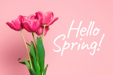 hello spring text, beautiful pink tulips on pink background greeting card concept