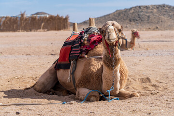 Wielbłąd na pustyni. Camel in the desert
 - obrazy, fototapety, plakaty