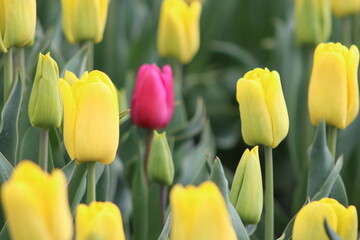bunte tulpen