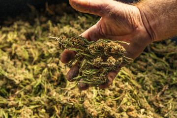 Farmer Worker shows Marijuana buds. Organic Cannabis Sativa fabric