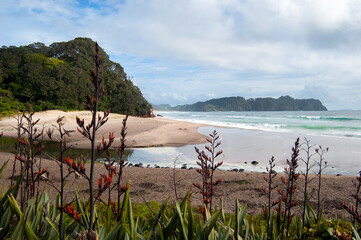 beach landscape in north island new zealand