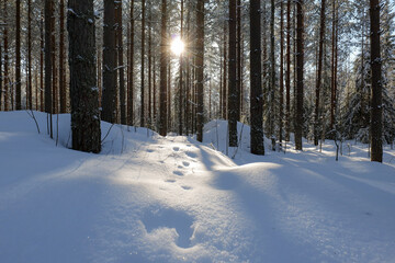 winter forest scenery with sun shining trough the trees.