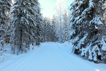 Ski track in forest during day time