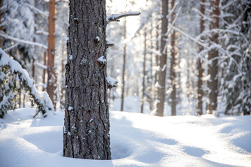 Close up of a pine tree trunk in a snowy winter forest during day time