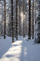 Fototapeta premium snowy winter forest scenery during day time. sun is shining.