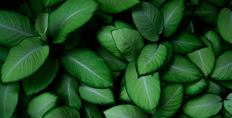 Closeup green leaves of tropical plant in garden. Dense green leaf with beauty pattern texture...