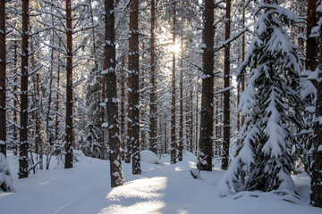snowy winter forest scenery during day time. sun is shining.