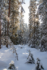 snowy winter forest scenery during day time. sun is shining.