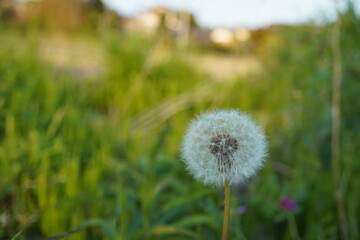 たんぽぽのわたげ