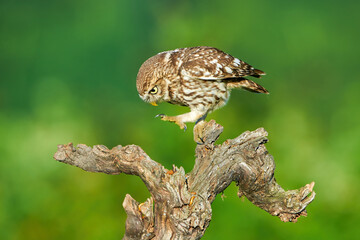Little owl concentrated on tree stumps