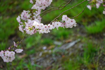 桜