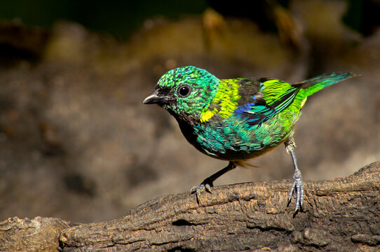 Green-Headed Tanager over brown wood background