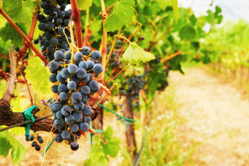 Sunlit vivid red wine grape on the big vinery. Agriculture and harvesting