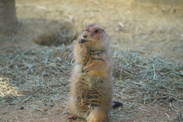 プレーリードッグ