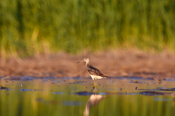 Common greenshank (tringa nebularia) in the wetlands in summer.	
